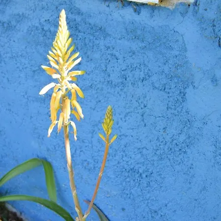 Pepe Pastora - Casa Grande بيت للعطل *